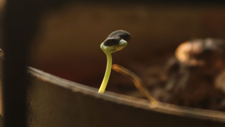 Seedling sprouting in a pot, a reminder of how long SEO can take to grow