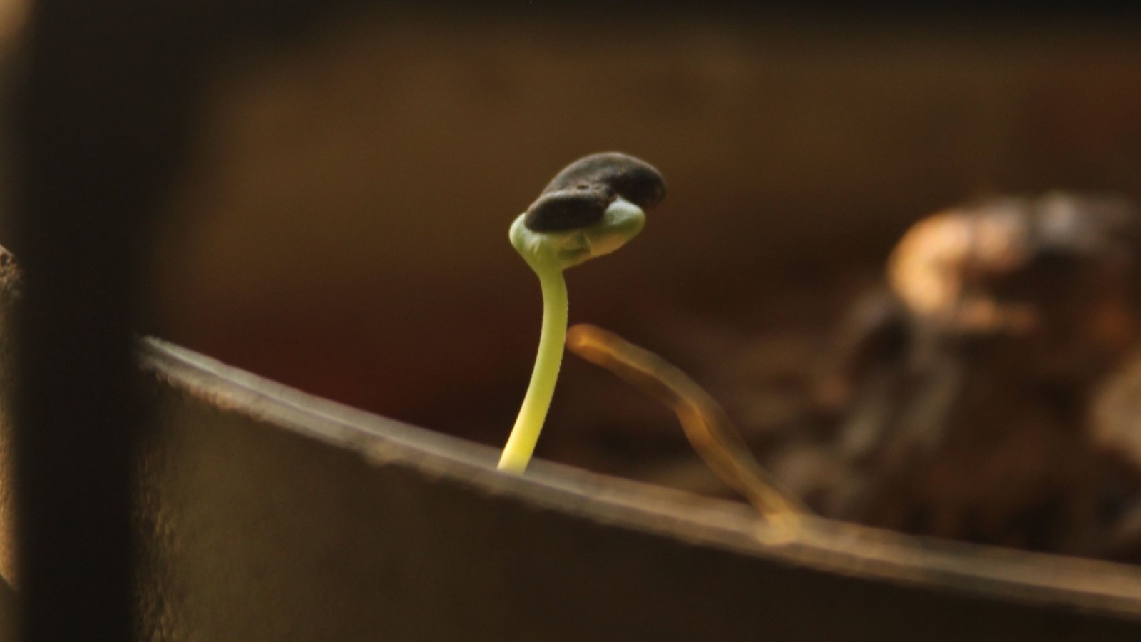 Seedling sprouting in a pot, a reminder of how long SEO can take to grow